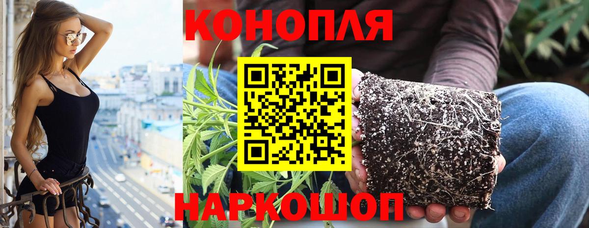 Марихуана гибрид Славянск-на-Кубани